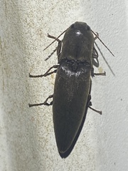 Orthostethus infuscatus