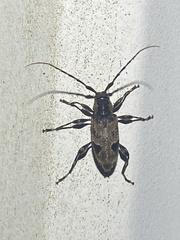 Graphisurus triangulifer