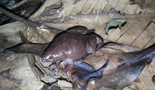 Rio Elongated Frog, Myersiella microps
