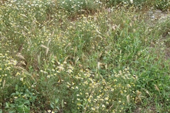 Tripleurospermum inodorum