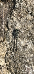 Arigomphus villosipes