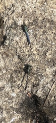 Arigomphus villosipes