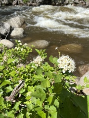 Physocarpus monogynus