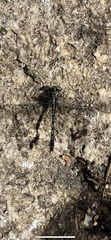 Arigomphus villosipes