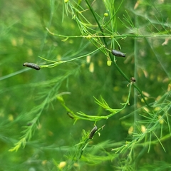 Crioceris duodecimpunctata