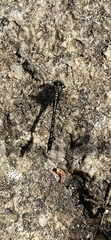 Arigomphus villosipes