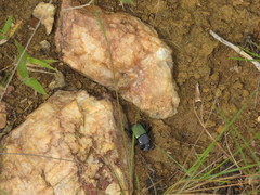 Dendropaemon viridipennis