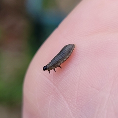 Crioceris duodecimpunctata