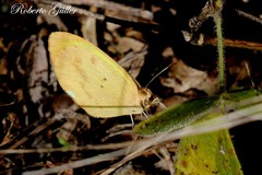Eurema elathea flavescens
