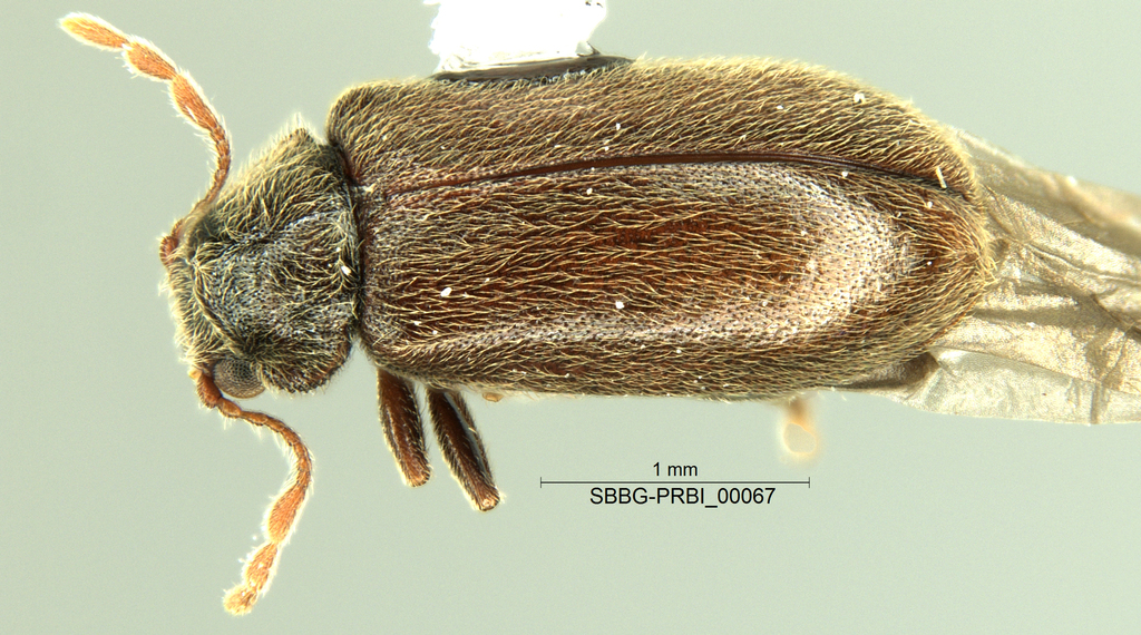 Ernobiinae