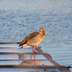 Alopochen aegyptiaca