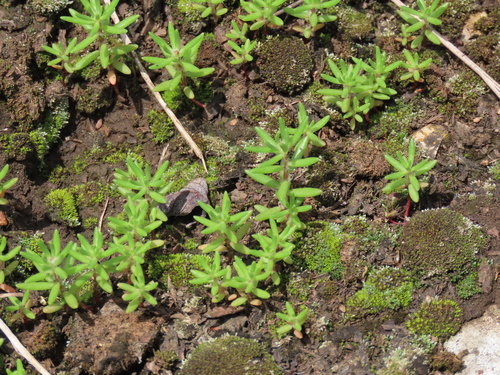 Portulaca pilosa