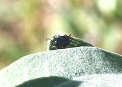 Chrysochus cobaltinus