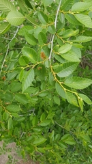Ulmus pumila