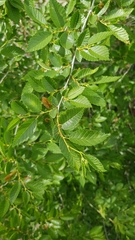 Ulmus pumila