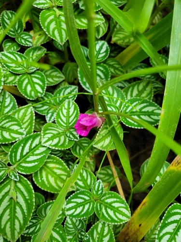 Image of Impatiens marianae by (c) Jake Rehage, some rights reserved (CC BY)