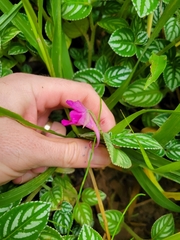 Impatiens marianae