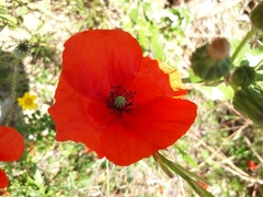Papaver
