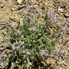 Astragalus andersonii