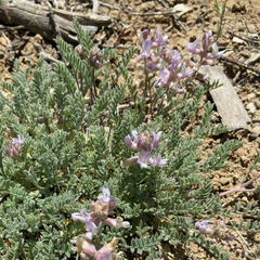 Astragalus andersonii