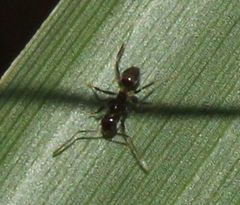 Nylanderia steinheili