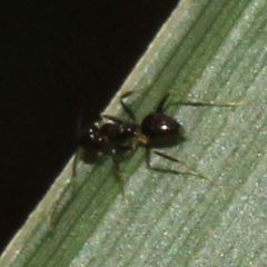 Nylanderia steinheili