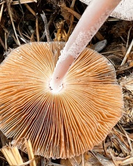 Bolbitius coprophilus