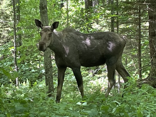 Moose photographed in Vermont