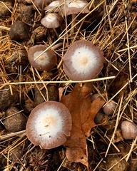 Bolbitius coprophilus