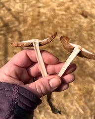 Bolbitius coprophilus