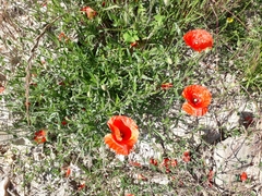 Papaver