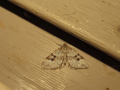 Xanthorhoe pontiaria
