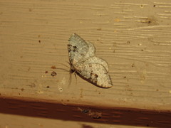 Xanthorhoe pontiaria
