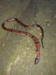 Erythrolamprus pseudocorallus