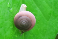 Quantula striata
