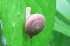 Quantula striata
