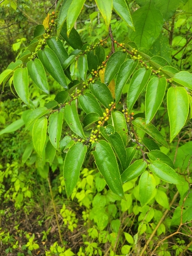Jamaican nettletree (Trema micrantha)