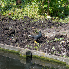Gallinula chloropus