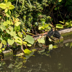 Gallinula chloropus