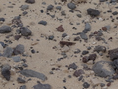 Sphingonotus rubescens