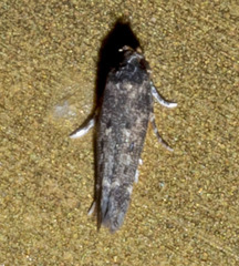 Chionodes formosella