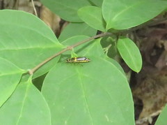 Trypherus frisoni