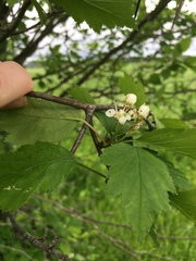 Crataegus fluviatilis