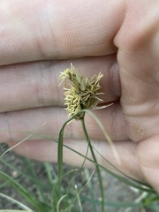 Carex duriuscula