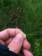 Crataegus fluviatilis