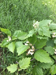 Crataegus fluviatilis