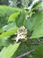 Crataegus fluviatilis