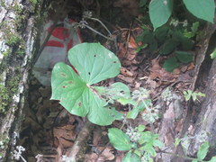Trillium sulcatum