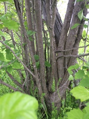 Crataegus fluviatilis