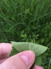 Crataegus fluviatilis